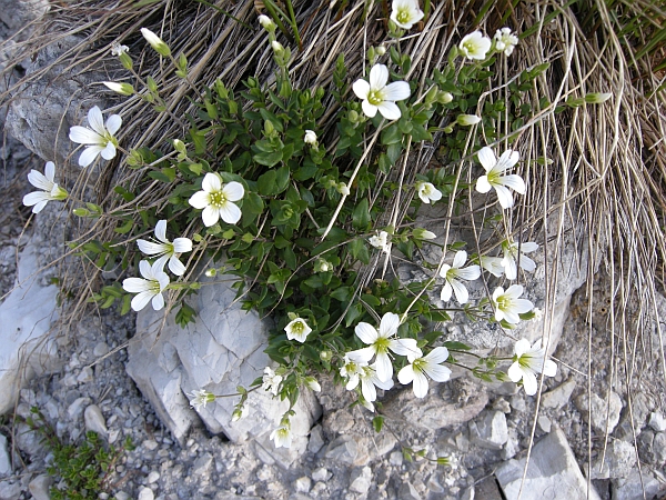 Arenaria bertolonii / Arenaria di Bertoloni